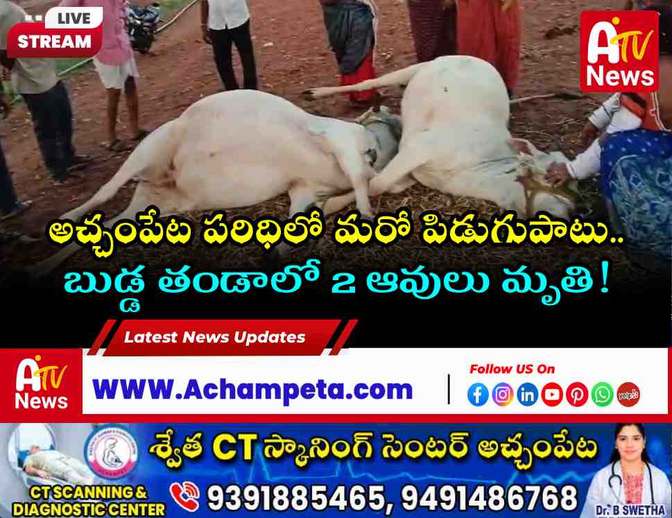Two cows lying dead in a field after being struck by lightning during a sudden thunderstorm at Budda Thanda near Achampet.