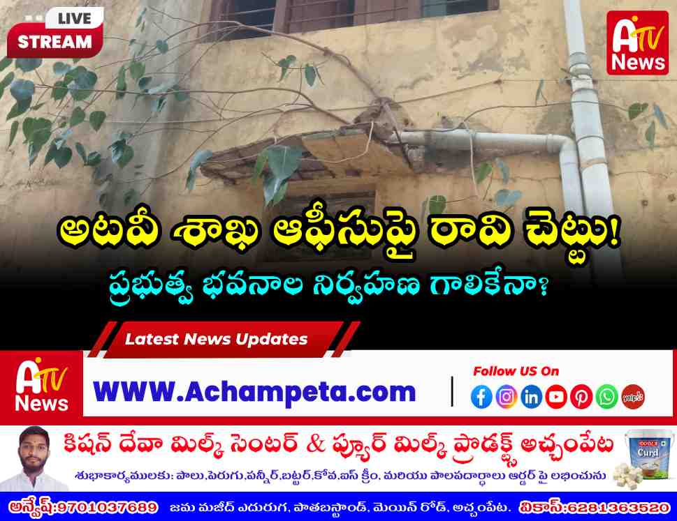 A Pipal tree growing through the cracks of the Achampet Forest Department office building wall.