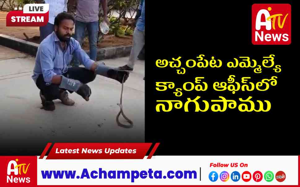 అచ్చంపేట ఎమ్మెల్యే క్యాంప్ ఆఫీస్లో నాగుపాము.. సురక్షితంగా పట్టుకున్న సుమన్