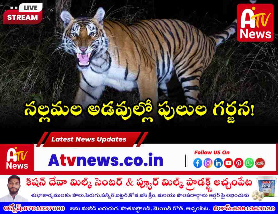 A tiger roaming freely in the dense Nallamala forests of Amrabad Tiger Reserve.