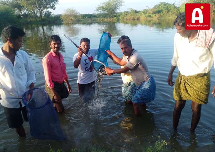 వెల్టూర్ చెరువులో 1.5 లక్షల చేప పిల్లల విడుదల: మత్స్యకారుల అభివృద్ధికి ప్రభుత్వం చేయూతనివ్వాలి