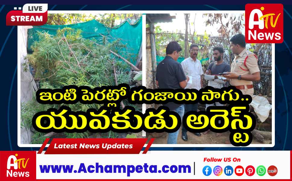 ఇంటి పెరట్లో గంజాయి సాగు: యువకుడు అరెస్ట్...