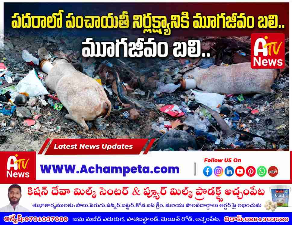 పదరాలో అధికారుల నిర్లక్ష్యం: డంపింగ్ యార్డ్ చెత్త తిని ఆవు మృతి.. రూ. 60 వేల నష్టం!